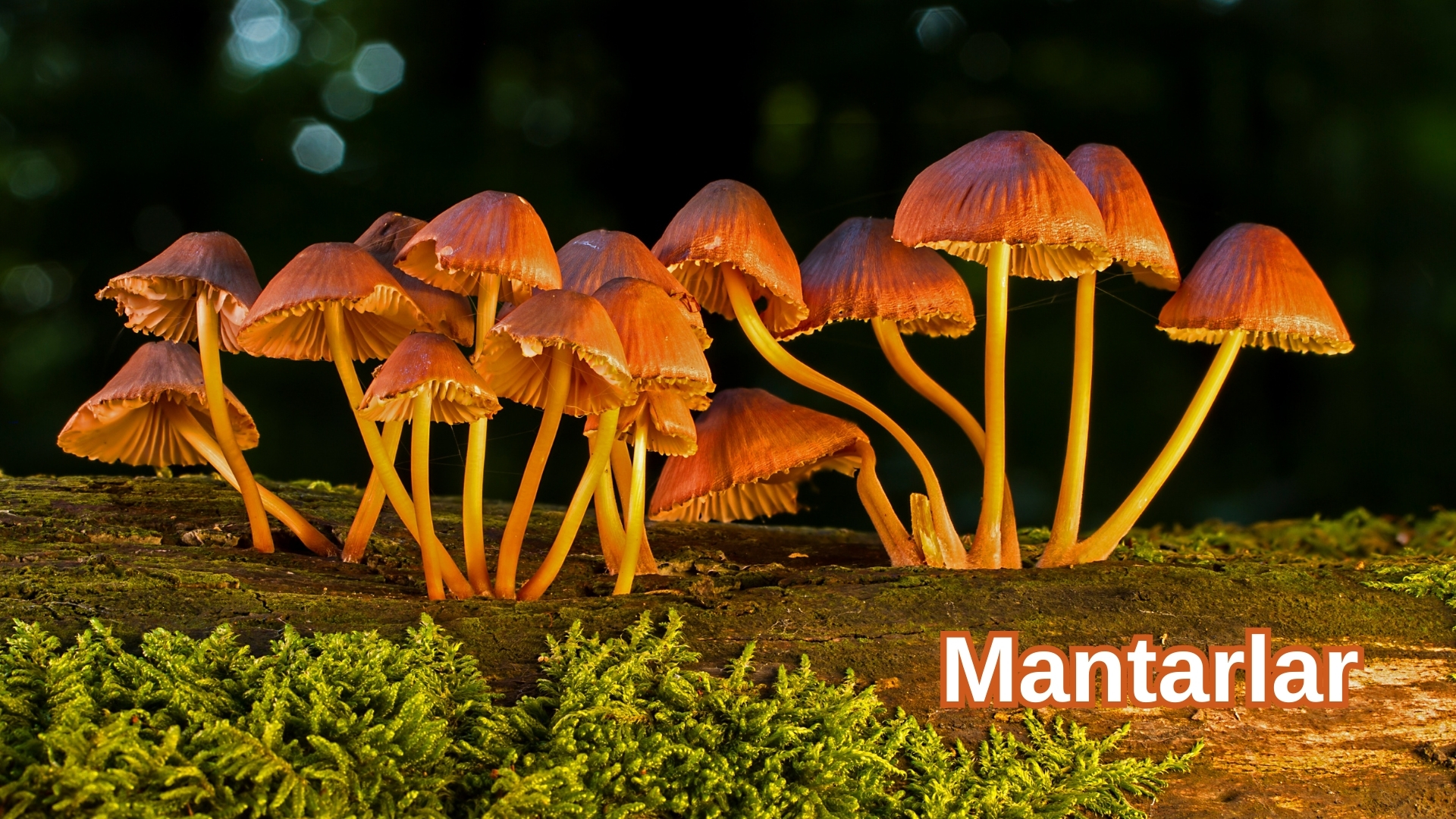 Mantarlar