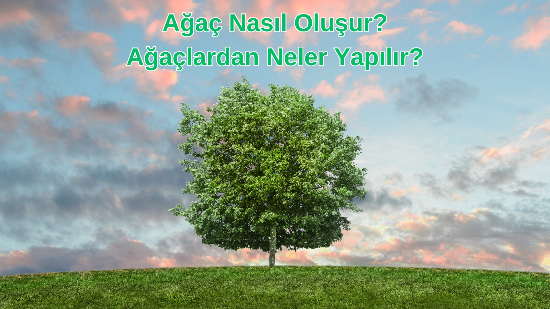 Ağaç Nasıl Oluşur? Ağaçlardan Neler Yapılır?