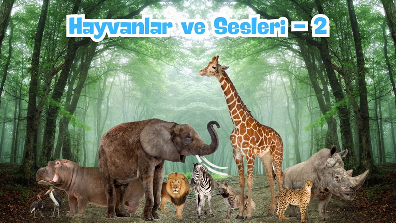 Hayvanlar ve Sesleri -2