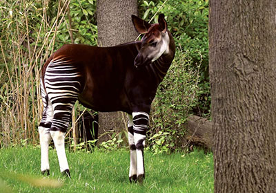 Okapi